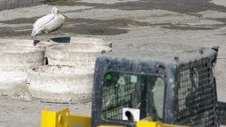 Жален, кален пеликан от Софийския зоопарк