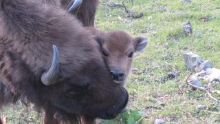 Второ зубърче се роди в Източните Родопи