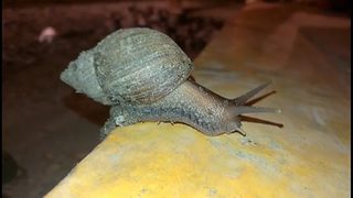 Видео: Заразни охлюви плъзнаха в Перу