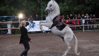 Фотогалерия: Танцуващите кралски коне