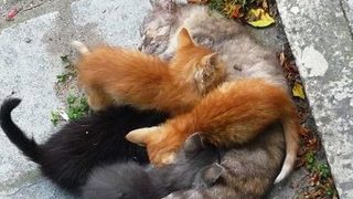 Моите котенца