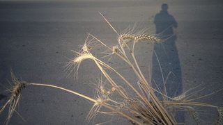 На полето по залез слънце