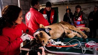 Бременната лъвица от зоокъта в Разград ще бъде преместена в София