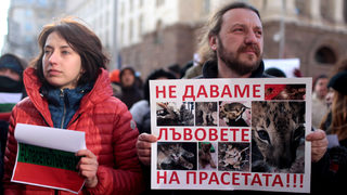 Фотогалерия: "Не даваме лъвовете на прасетата" и още от протеста за лъвчетата