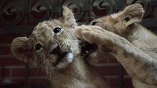 Новите клетки в Пазарджик не отговаряли на нуждите на двете спасени лъвчета