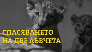 Спасяването на две лъвчета (видео)