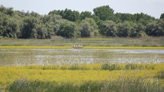 Къдроглавите пеликани в Персина очакват своите малки