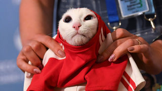 Фотогалерия: Котката Ахил от Ермитажа, която ще предсказва мачовете от мондиала