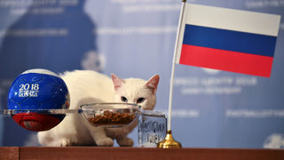 Фотогалерия: Котката Ахил от Ермитажа, която ще предсказва мачовете от мондиала