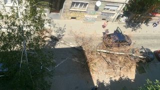 Снимка на деня: Дърво падна върху коли в София