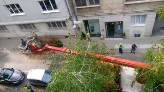 Снимка на деня: Дърво падна върху коли в София