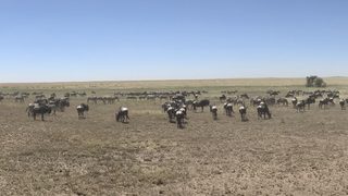 Читателска фотогалерия: Танзания - Animal planet на живо