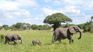 Читателска фотогалерия: Танзания - Animal planet на живо