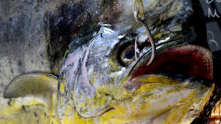 Фотогалерия: Бакхус <span class="highlight">Fish</span> <span class="highlight">Fest</span> за първи път в София