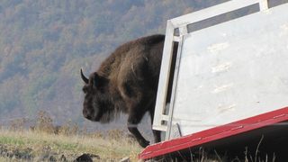 Фотогалерия: Как живеят зубрите в Родопите