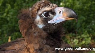 Холандски черен лешояд ще помага за завръщането на вида в България