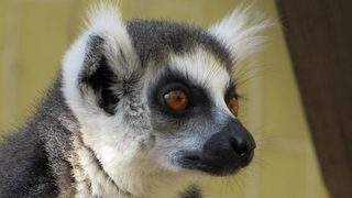 Рекорден брой животни са се родили в столичния зоопарк през 2018 г.