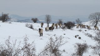 Фотогалерия: <span class="highlight">Зубри</span>, елени, лешояди и диви коне се завръщат в Източните Родопи