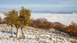 Фотогалерия: <span class="highlight">Зубри</span>, елени, лешояди и диви коне се завръщат в Източните Родопи