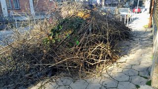 Пролетен храст по улиците на София