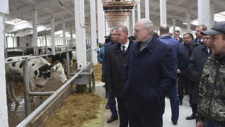"Всички под ножа" - Лукашенко уволни вицепремиера след посещение в <span class="highlight">кравеферма</span> (видео)