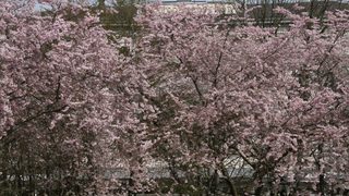 Цъфтежът на сакурата