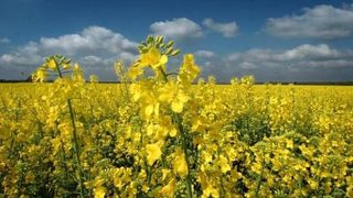Учени доказаха, че ГМО виреят в дивата природа