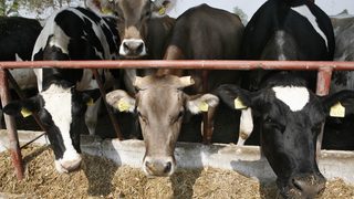 Производители: Липсите в резерва подклаждат зърнената криза