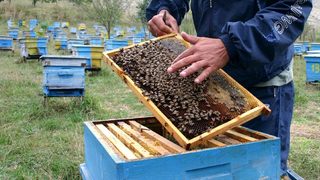 Пчеларите ще обявят бедствено положение заради сушата