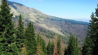 Горски служители предлагат защита за горите от настъпващите климатични промени