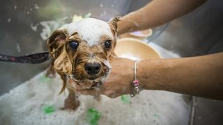 "Колкото повече хората се грижат за кучето си, толкова по-дълго ще живее то"