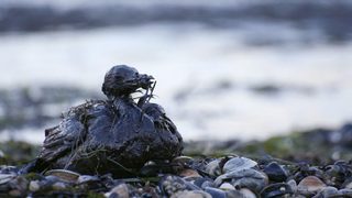 Трагедия в Черно море - тела на моряци и умиращи птици