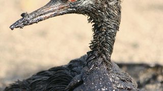 Екологичната катастрофа в Черно море се разраства