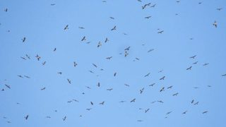 "Довиждане, птици" - шест града отбелязват Европейските дни на птиците този уикенд