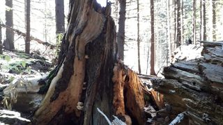 Разходка на Витоша