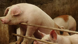 Чумата по свинете се разраства по света, никой не е защитен
