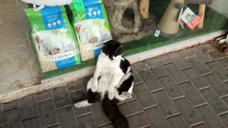 Котарак!
