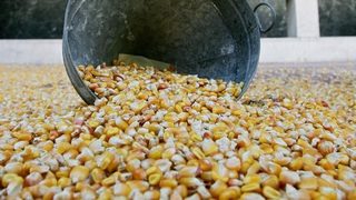 ЕС трябва да премахне забраната за внос на ГМО до средата на януари