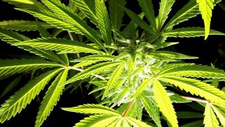 Италия узакони домашното отглеждане на канабис