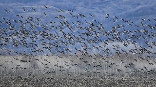 От утре започва годишното броене на зимуващите птици край водоемите