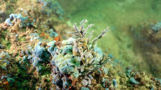Няма опасност за замърсяване на морето край Созопол заради скъсана тръба