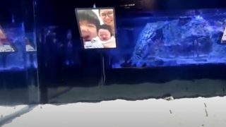 Аквариум в Токио осигури виртуални посетители за своите електрически <span class="highlight">змиорки</span>