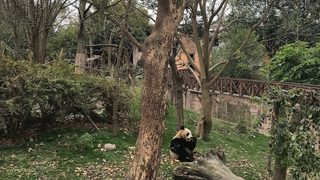 Чънду - център за изследвания на гигантската панда