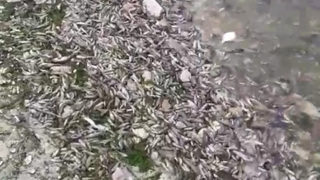 Тонове мъртва риба е изхвърлило Варненското езеро