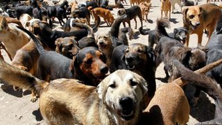 Швейцарката, която помага на бездомните животни в България