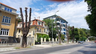 До 50% от дърветата по варненски улици са мъртви след "подмладяване"