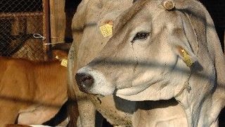 Първичното предлагане на "Меком" ще е през втората половина на януари