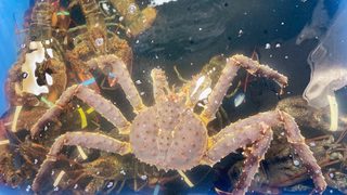 Мърдащи морски дарове в магазина