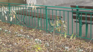 <span class="highlight">Кокичета</span>