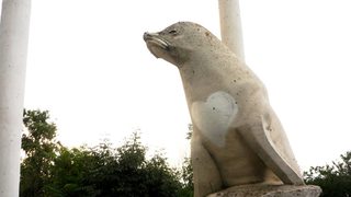 Ротондата на тюлена монах